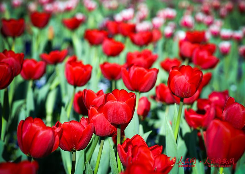 雄安悅?cè)莨珗@郁金香盛放。人民網(wǎng)宋燁文攝