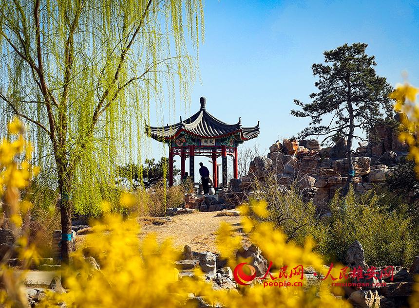 雄安郊野公園內(nèi)迎春花開，柳樹抽芽。人民網(wǎng)宋燁文攝