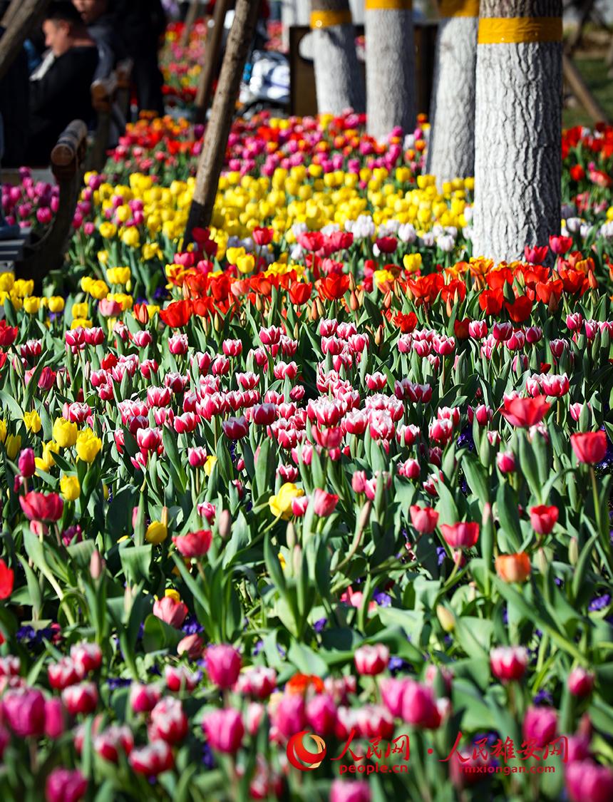 雄安悅?cè)莨珗@郁金香盛放。人民網(wǎng)宋燁文攝