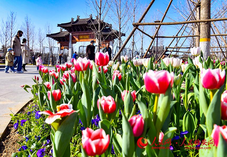 雄安悅?cè)莨珗@郁金香盛放，吸引了眾多游客前來踏青賞花。人民網(wǎng)宋燁文攝