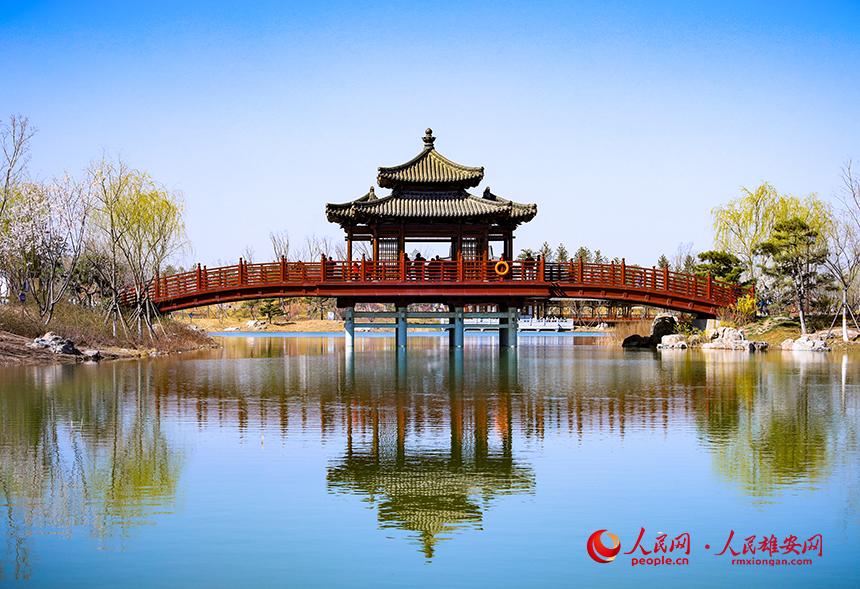 雄安悅?cè)莨珗@一角，微風(fēng)吹動水面，泛起陣陣漣漪。人民網(wǎng)宋燁文攝
