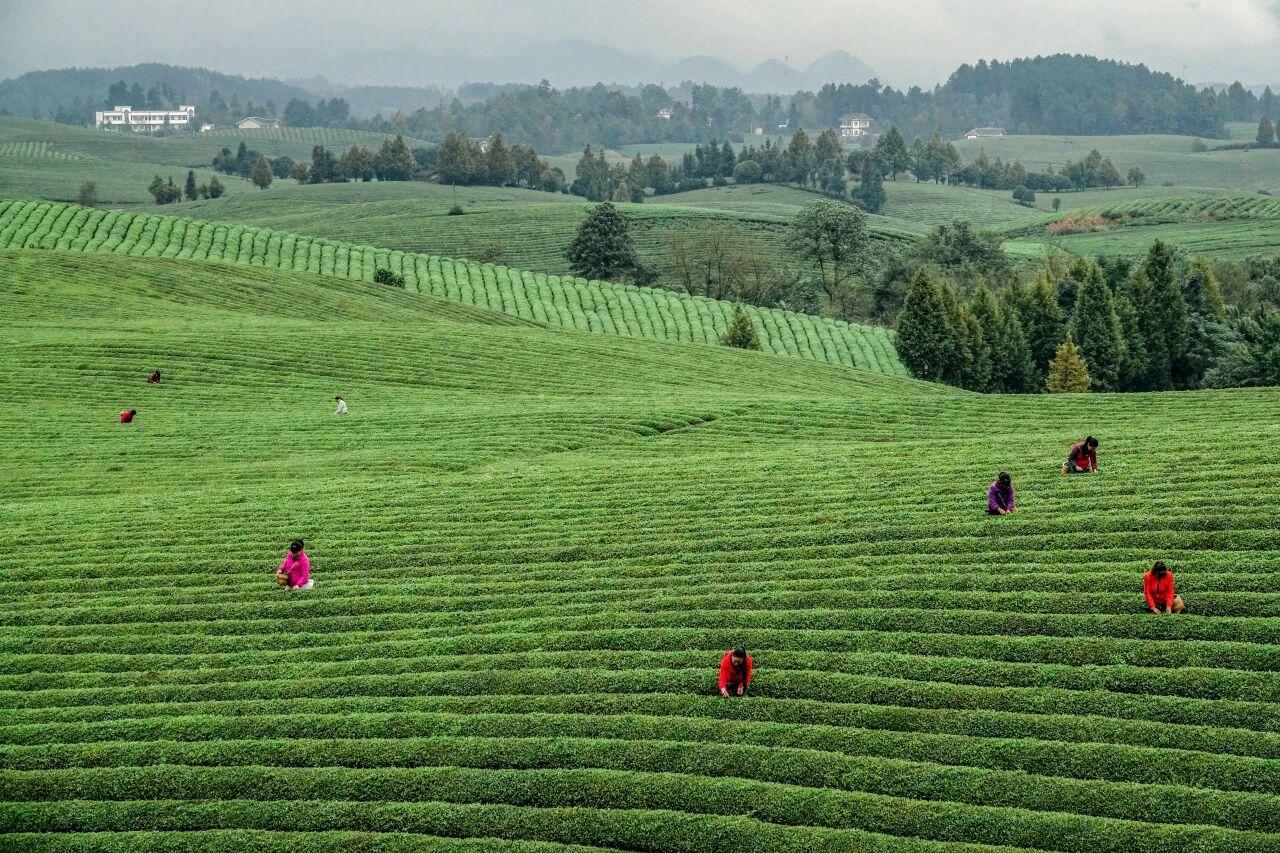 貴州省遵義市湄潭縣永興茶海。攝影 楊良強(qiáng).jpg