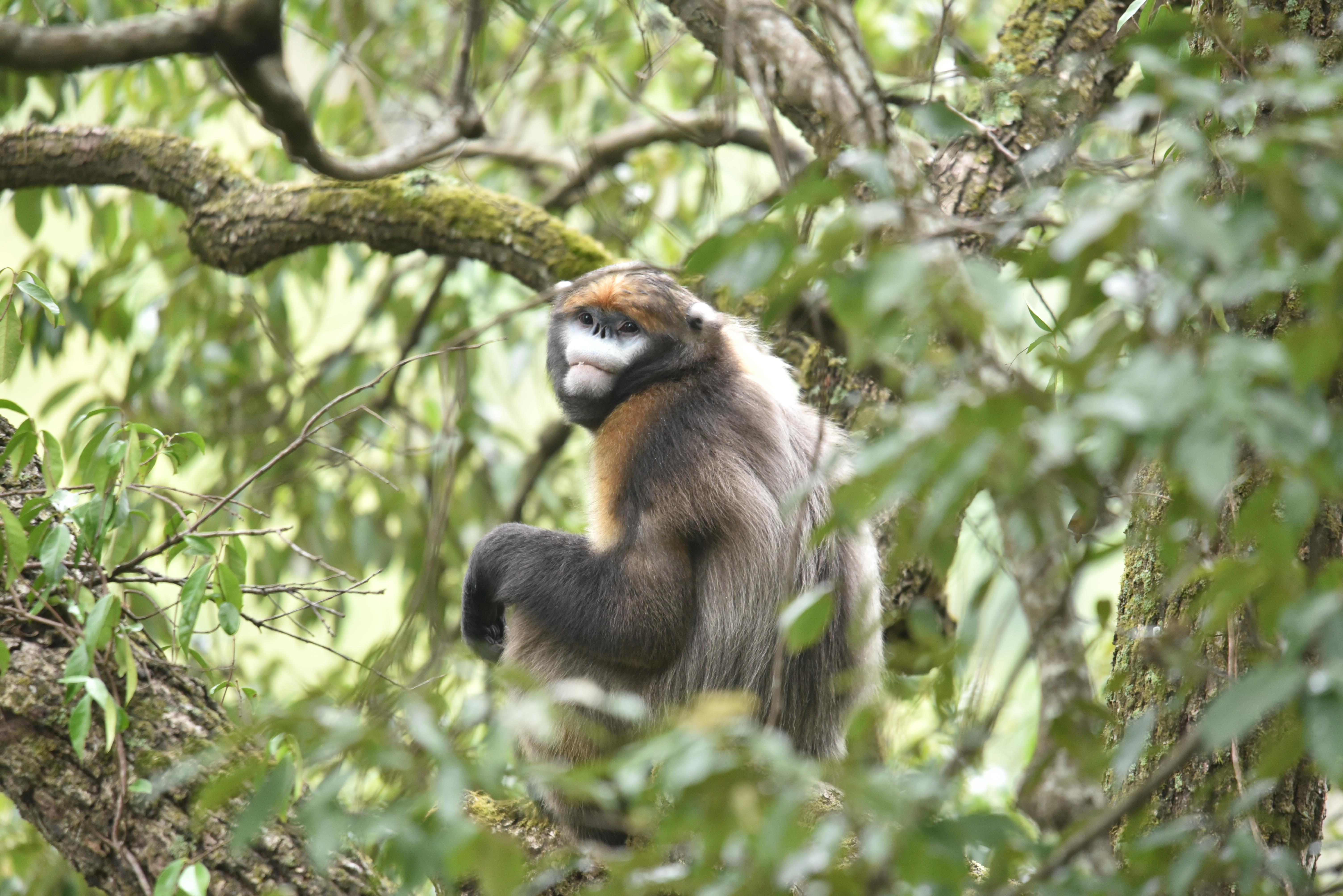 圖2 梵凈山黔金絲猴.jpg 圖2 梵凈山黔金絲猴.jpg