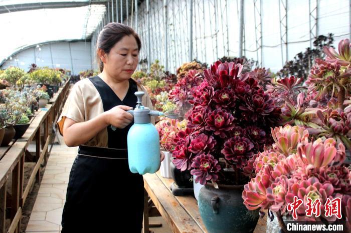 郭雪蘋對多肉進行日常管護?！≈苡?攝